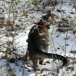 Meet your Posher, Daisy